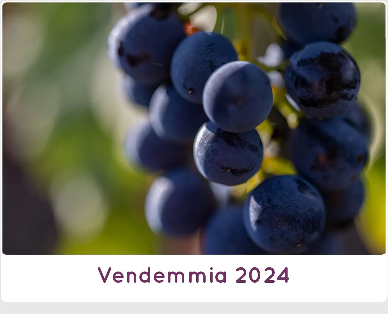 Vendemmia 2024 a SanCarlo Montalcino