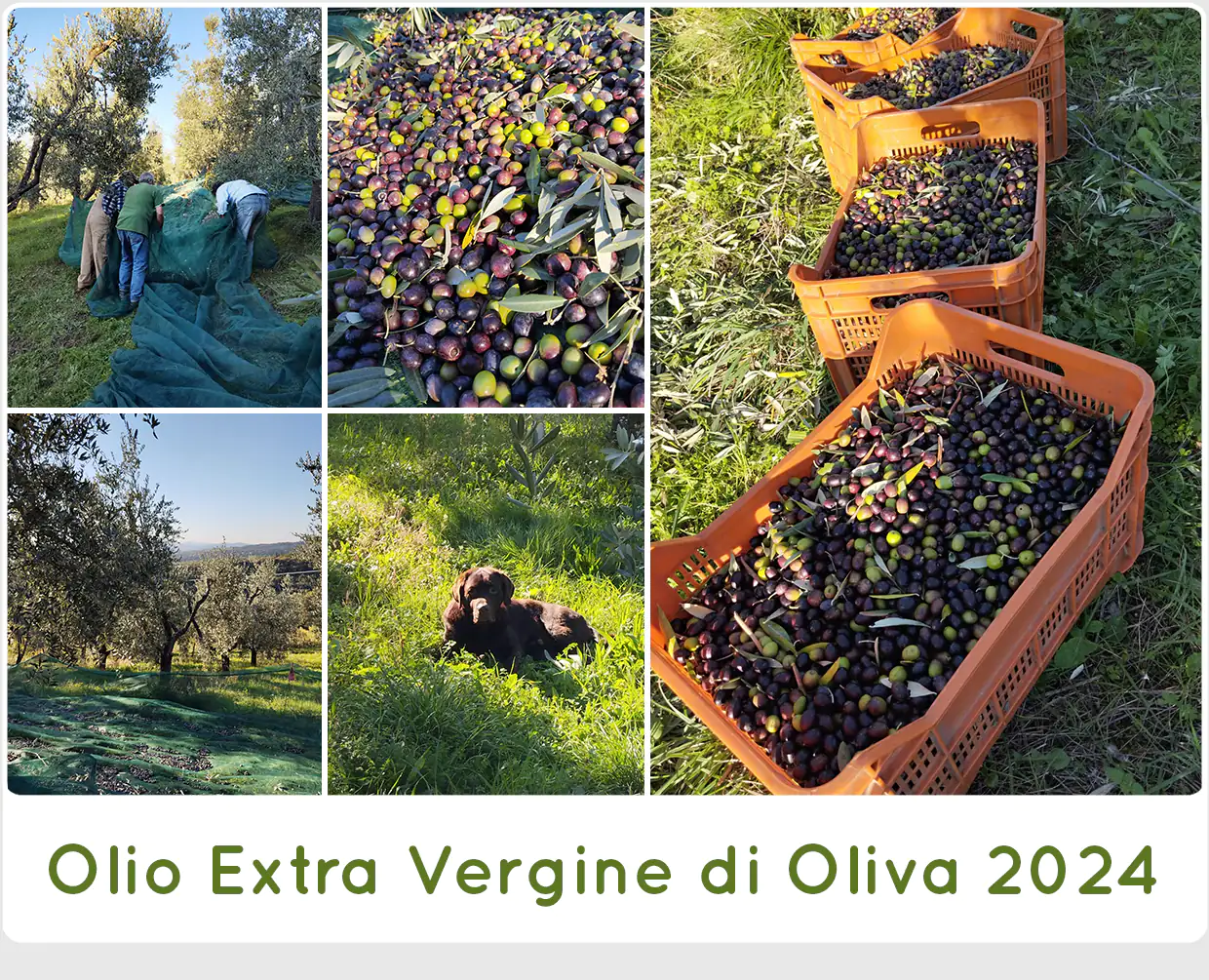 Olio Extra Vergine di Oliva 2024 SanCarlo Montalcino - Spremitura a freddo