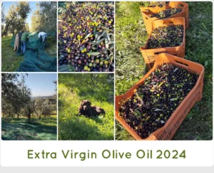 Extra Virgin Olive Oil 2024 SanCarlo Montalcino - Cold pressed