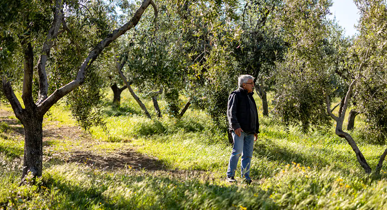 Uliveto a SanCarlo - Olio Extra Vergine di Oliva